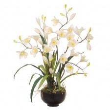 27.5" CYMBIDIUM POTTED CREAM