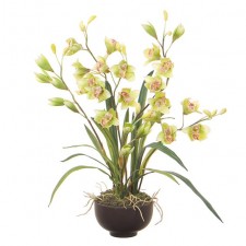 27.5"CYMBIDIUM POTTED GREEN