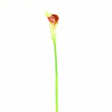24"CALLA LILY SPRAY MAUVE/GRN