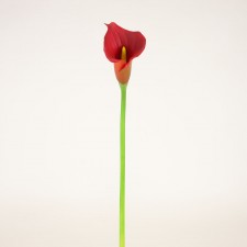 27"CALLA LILY SPRAY A4