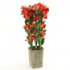 22" CYMBIDIUM IN OCTAGON POT