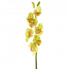 37" CYMBIDIUM STEM A4