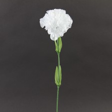 SINGLE CARNATION W/LVS WHITE