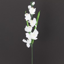 23.5" MED.GLADIOLA WHITE