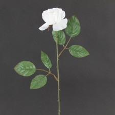 19" SINGLE OPEN ROSE WHITE B1