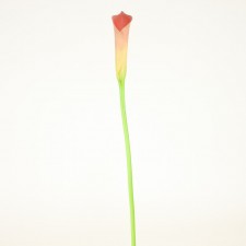 30"LG.CALLA LILY A4