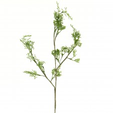 SM CHASTAIN FERN BRANCH A25