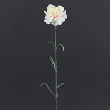 21" SINGLE CARNATION B3