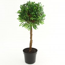 32"BOXWOOD BALL TOPIARY GRN