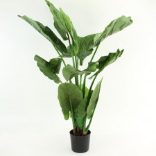 36" CALADIUM POTTED