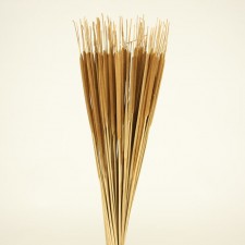 24-28" PENCIL CATTAIL X100