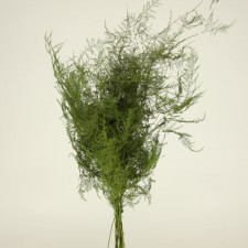 PLUMOSUS PAINTED