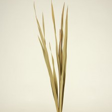 SABEL PALM LEAVES NATURAL