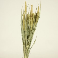CHINA MILLET