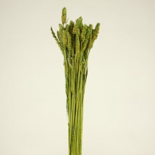 BARLEY BASIL