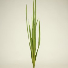 SABEL PALM LEAVES BASIL