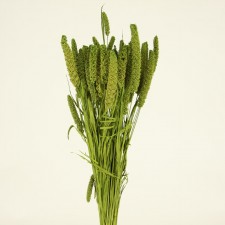 CHINA MILLET BASIL