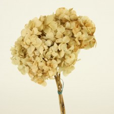 HYDRANGEA 3/BUN NATURAL