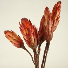 PROTEA REPENS 6/PKG
