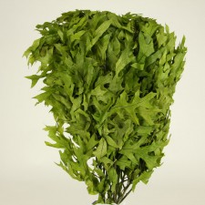 24-28"OAK SPRING GREEN 1LB