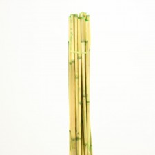 3.5' RIVER CANE GREEN 25/BUN
