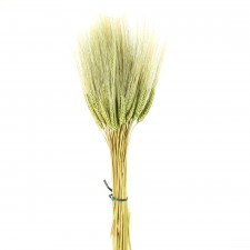 TRITICUM WHEAT GRASS GREEN