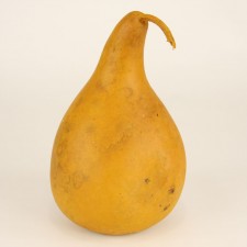GOURDS MANGO