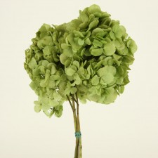HYDRANGEA 3/BUN BASIL