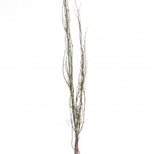 NEW LEAF BIRCH 3/BU