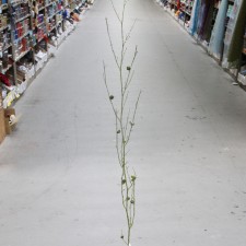 GLITTER BAMBOO BRANCH A4