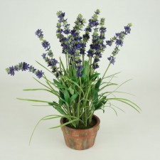 LAVENDER POTTED