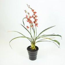 MINI CYMBIDIUM W/POT ORANGE