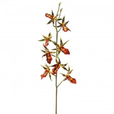 36"ODONTONIA ORCHID A4 B16