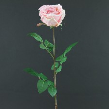 28"SNGL CALISTA ROSE A25 B18