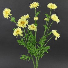 20" CALIF. DAISY BRANCH  A25