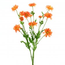 20" CALIF. DAISY BRANCH  A25