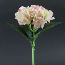 11"SM.HYDRANGEA APRICOT A4
