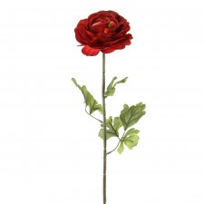 23"RANUNCULUS STEM RED A4