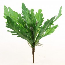 FERN BUSH