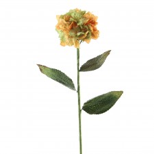 HYDRANGEA MUST/GRN A6 B2