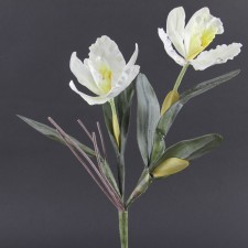 CATTELEYA X2 CRM/YLW A5 B19