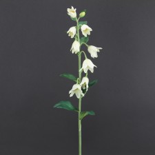 28"FRITILLA.BIFLORIA SPRY B10