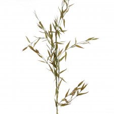 48"BAMBOO SP X1 GRN/BG   A4