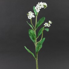 FORGET-ME-NUT SPRAY A25