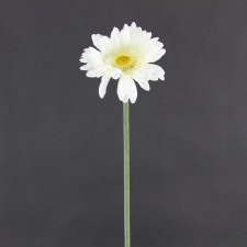 24" GERBERA DAISY STEM CREAM