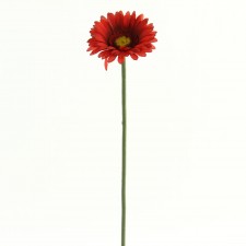 24" GERBER DAISY STEM B5