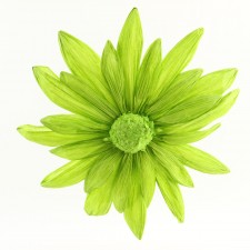 19.5"D GIANT DOUBLE DAISY GRN
