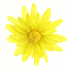 19.5"D GIANT DOUBLE DAISY