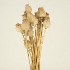 27" PAPAVER NATURAL