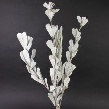 26"INTEGRIFOLIA WASH